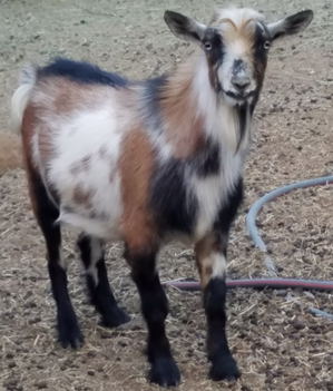 Nigerian Dwarf Dairy goats for sale in NM